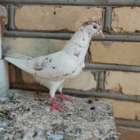 kepderi