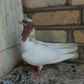 kepderi