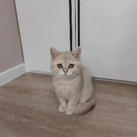 Мальчик Шотландец