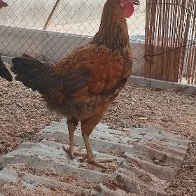 Horazlar