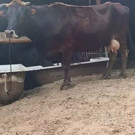 sygyr