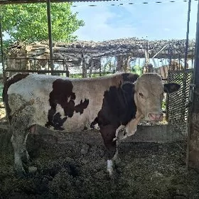 smental öküz
