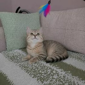 Шиншилла Девочка