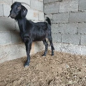 geçi