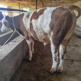 smental  okuzce