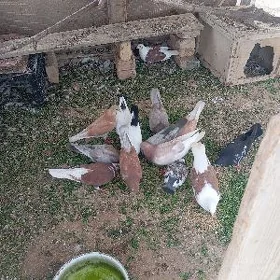 kepderi