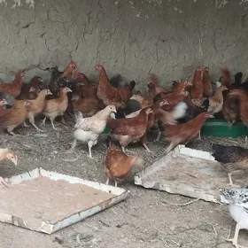 towuk juyje