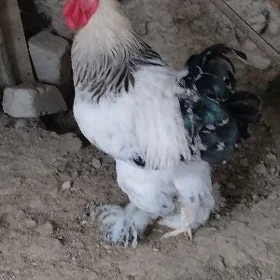 Brama Horaz