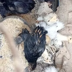 brama laset paliwi juyjeler