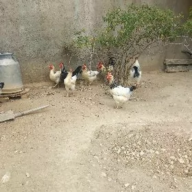 Tovuklar