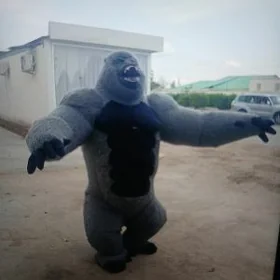 Gorilla mișga oňușuk bar