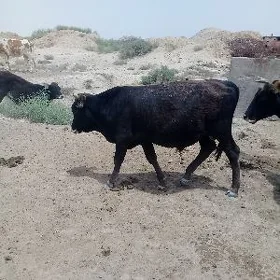 Öküz