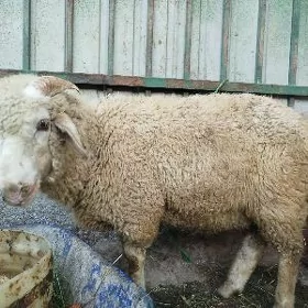 berenos