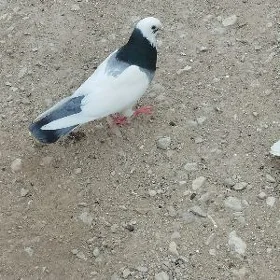 kepderi