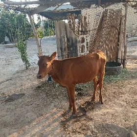 okuz