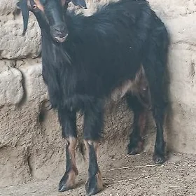 geci