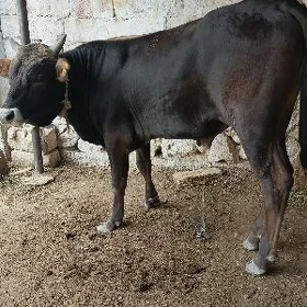 Okuz Swet