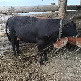 Öküz