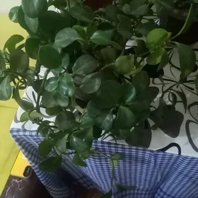 Цветы