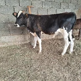 TOHUM OKUZCE