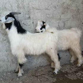 Cewiş