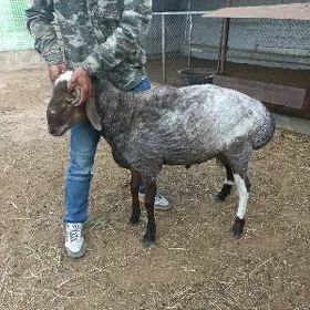 ksar gocy