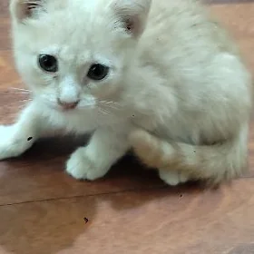 Отдаю кота