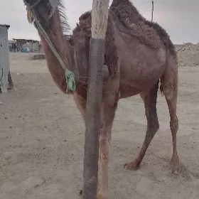 Köşekli düýe