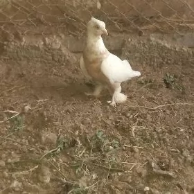 kepderi