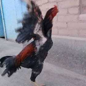 horaz