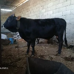Öküz