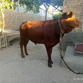 öküz