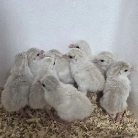 sisarka kakilik juje