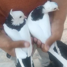 kepderi