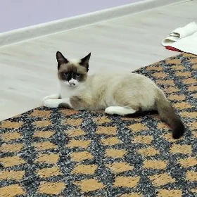 pişik