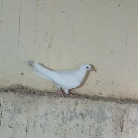 kepderi