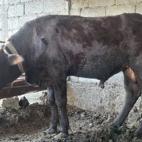 ökiz