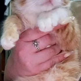 мальчик котёнок
