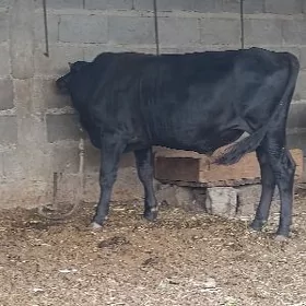 argynal şwes öküz