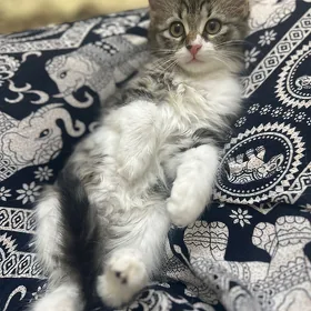 котята