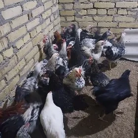 Gigat horaz jüyje