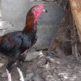 taşkent horaz