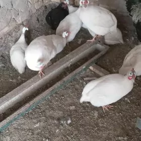 kakilik Ak sisarka yumurtga