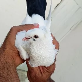 kepderi