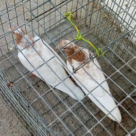 kepderi