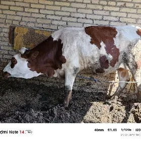 Unajy