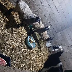 Goýun