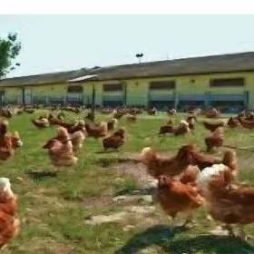 TOWUK FERMA 50 GA SATLYK YER