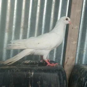 kepderi
