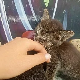 Котенок